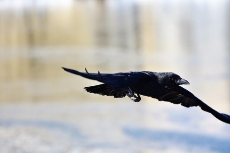 Crow flying